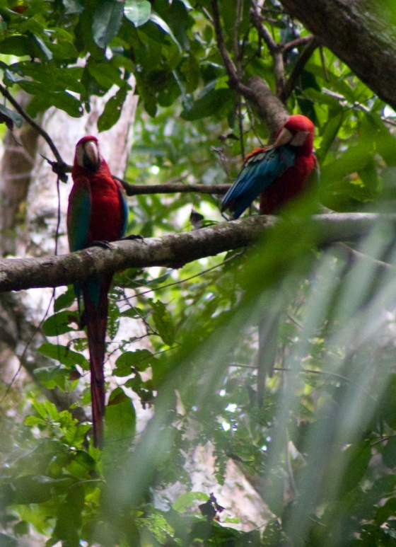 red macaw wild in guyana